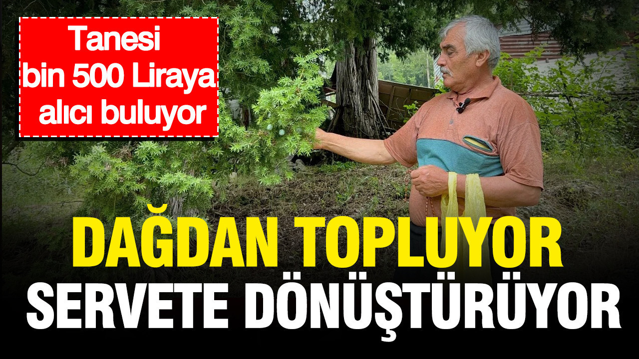 Dagdan topluyor servete donusturuyor tanesi bin 500 liraya alici buluyor MYxIIASA